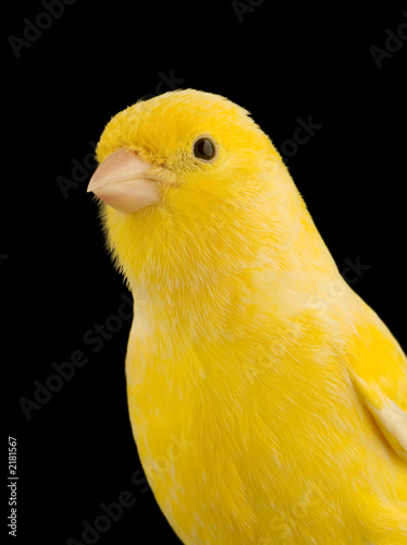 TÉLÉCHARGER CHANT CANARIS MALINOIS GRATUIT GRATUIT CHANT CANARIS MALINOIS GRATUIT GRATUIT TÉLÉCHARGER
