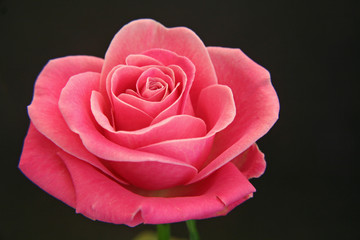 zartes rosa