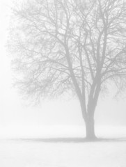bare tree in winter fog