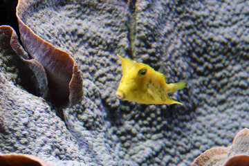 poisson jaune