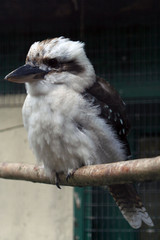 oiseau sur une branche