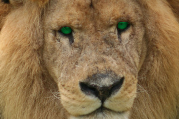 lion aux yeux verts