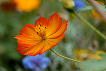orange wildflower