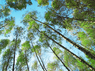 up to the sky