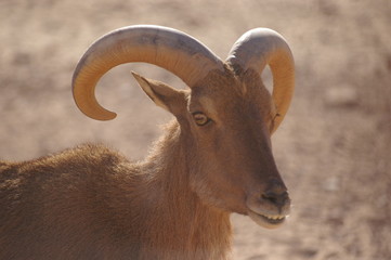 mouflon semblant parler