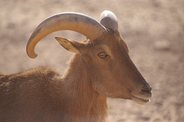 photo de mouflon