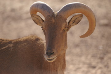 photo de mouflon