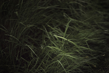 dark grass catch light
