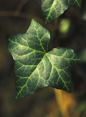 feuille de li&egrave;re