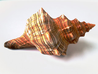 shell
