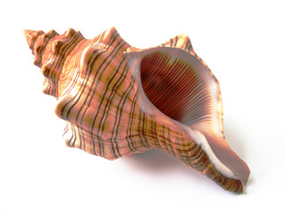 shell