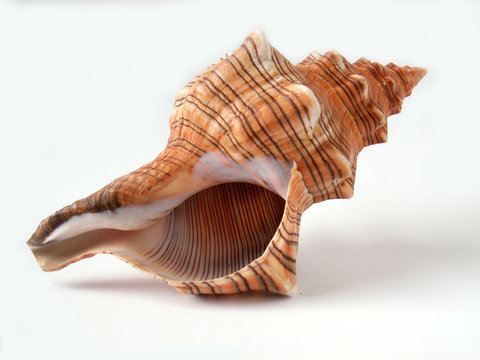 shell