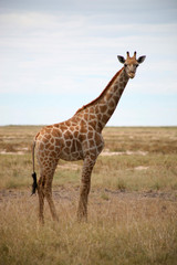 girafes - parc etosha en namibie