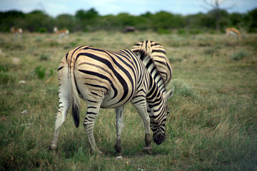 zèbre - etosha park - namibie