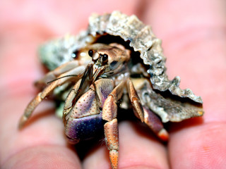 crabe