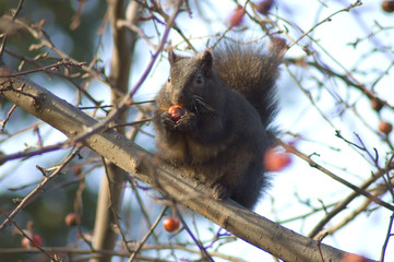 black squirrel