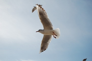 grace et liberte dans l'azur