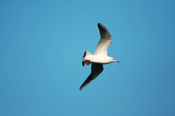 Fototapeta na wymiar open wings - seagull