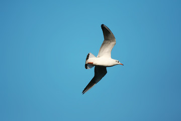 open wings - seagull