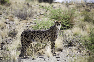 leopard de namibie