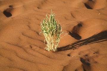 le site de sossusvlei en namibie