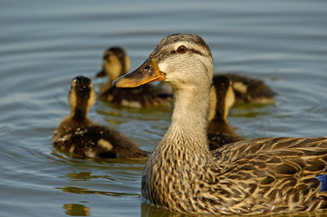 mother duck
