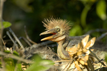 baby heron