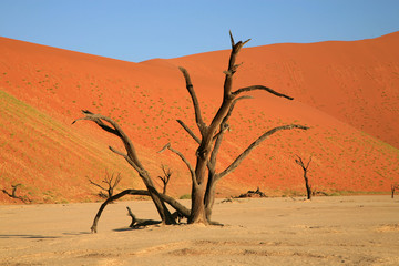 Fototapeta na wymiar strona Sossusvlei w Namibii