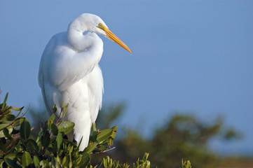 great egret