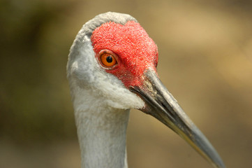 sandhill crane © Kim Warden