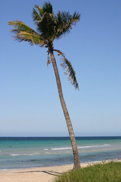 arbol de coco