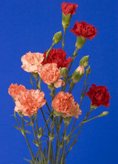 red rose & carnation