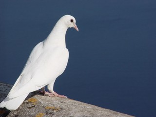 white dove