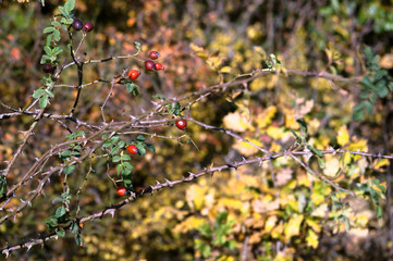 les ronces d'automne