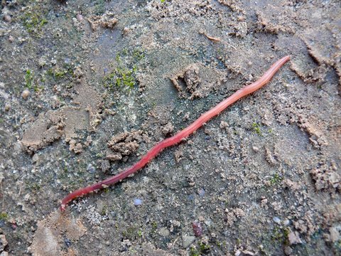earthworm