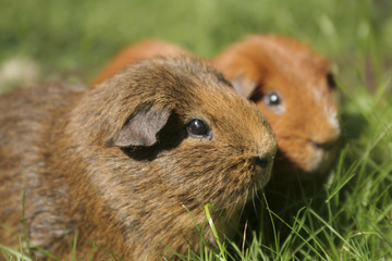 two guinea pigs