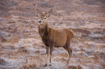 scottish red deer