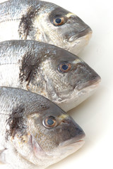 trois têtes de daurade