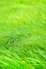 green grass (shallow dof)
