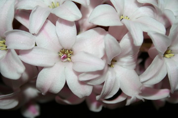 light pink hyacinth
