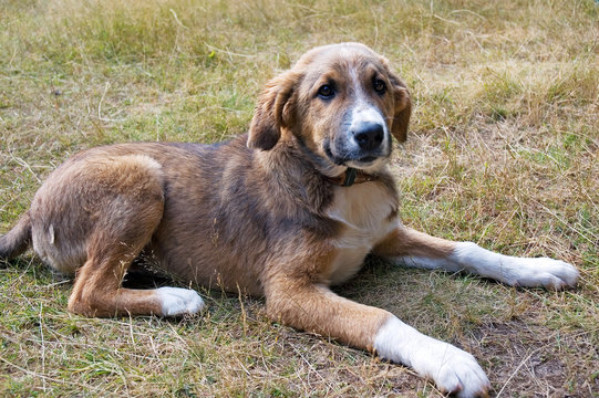 young dog