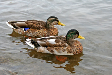 deux canards