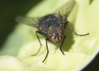 common fly
