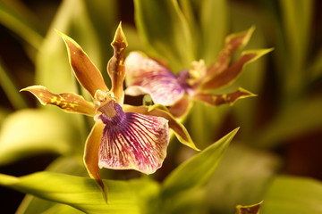 orchidée