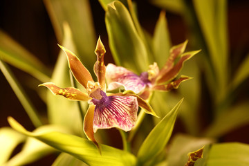 orchidée