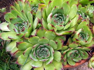green plant