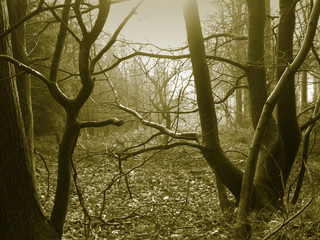 misty wood