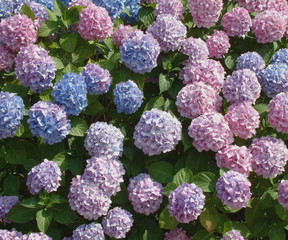 hortensias