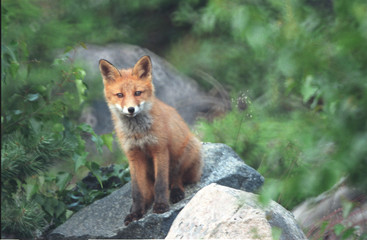 the fox on the stone