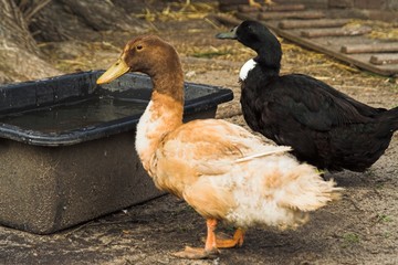 enten - ducks